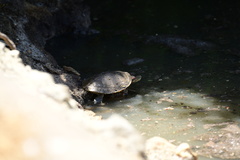 Trachemys decussata