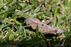 Xyleus discoideus