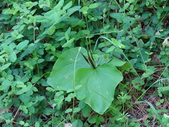 Trillium angustipetalum