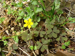 Oxalis corniculata repens
