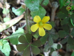 Oxalis corniculata repens
