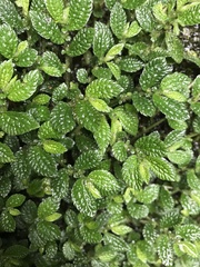 Elatostema parvum