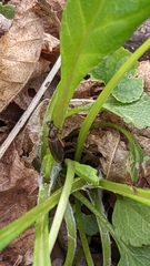 Bibio articulatus