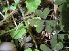 Oxalis corniculata repens