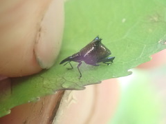 Scolopterus tetracanthus