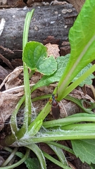 Bibio articulatus
