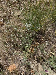 Cryptantha clevelandii