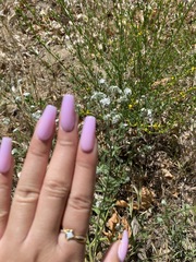 Cryptantha clevelandii