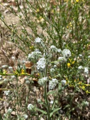 Cryptantha clevelandii