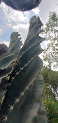 Cereus forbesii