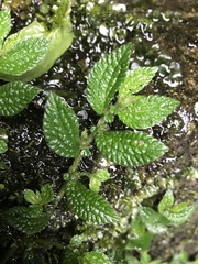 Elatostema parvum