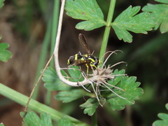 Xanthogramma marginale