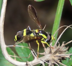 Xanthogramma marginale