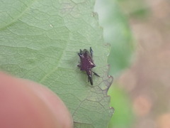Scolopterus tetracanthus