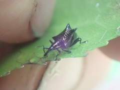Scolopterus tetracanthus