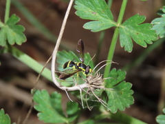 Xanthogramma marginale