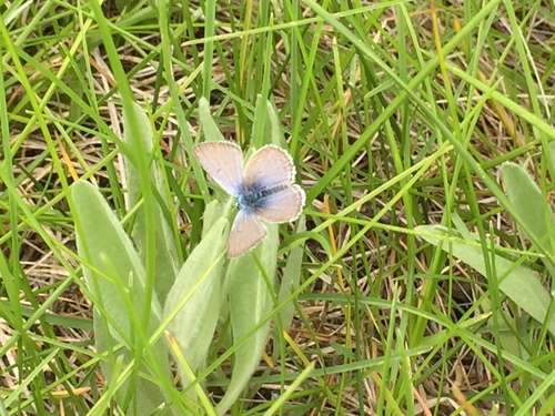 iNaturalist observation photo of Typical Blues