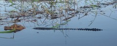Melanosuchus niger