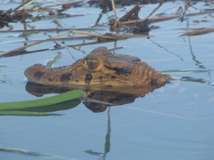 Melanosuchus niger