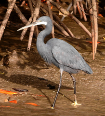 Egretta gularis