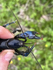 Cambarus monongalensis