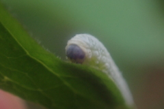 Monostegia