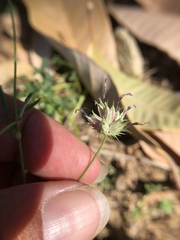 Trifolium oliganthum