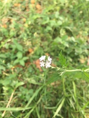 Angiospermae