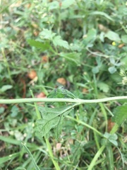 Angiospermae