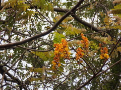 Cassia moschata