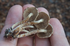Pholiota subflammans