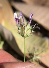 Trifolium oliganthum
