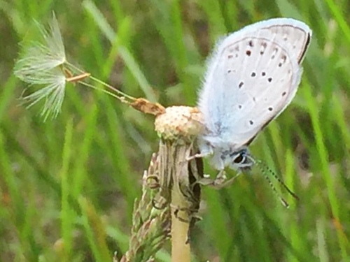 iNaturalist observation photo of Greenish Blue