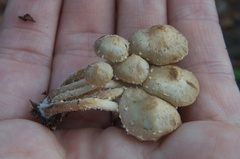 Pholiota subflammans