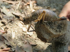 Nesoecia nigrispina