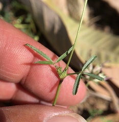 Trifolium oliganthum