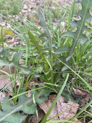Lactuca hirsuta