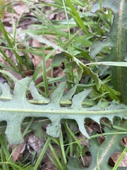 Lactuca hirsuta