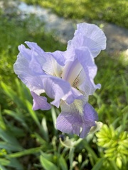 Iris × hybrida