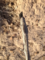 Urosaurus graciosus