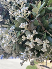 Metrosideros excelsa