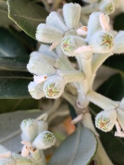 Metrosideros excelsa