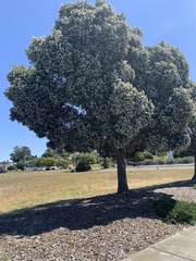 Metrosideros excelsa