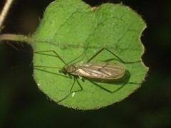 Amphineurus insulsus