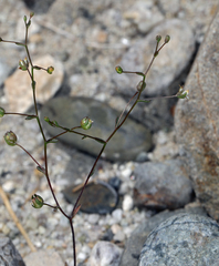 Nemacladus morefieldii