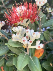 Metrosideros excelsa