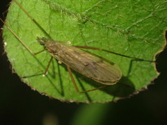 Amphineurus insulsus