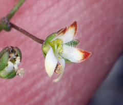 Nemacladus morefieldii