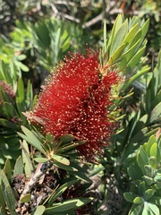 Melaleuca