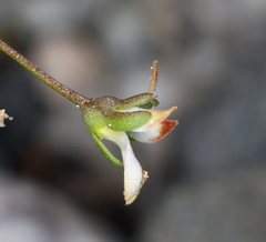 Nemacladus morefieldii